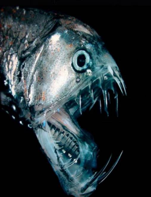 每日猎奇19种来自地狱深处的恐怖生物深海恐惧症慎点