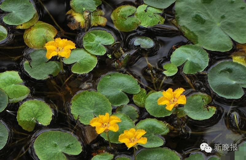 7月"游湖季"读者特惠:滨江湿地免门票 游船低至45