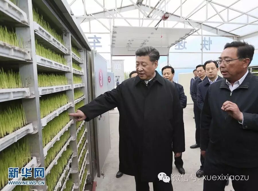 这是5月24日上午，习近平在抚远市玖成水稻种植合作社了解箱式快速育秧技术流程。 新华社记者 兰红光 摄