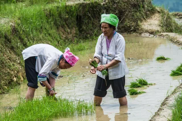 (3)龙脊梯田●梳秧节：千人插秧、壮家婚礼、抛绣球、捉泥鳅...-户外活动图-驼铃网