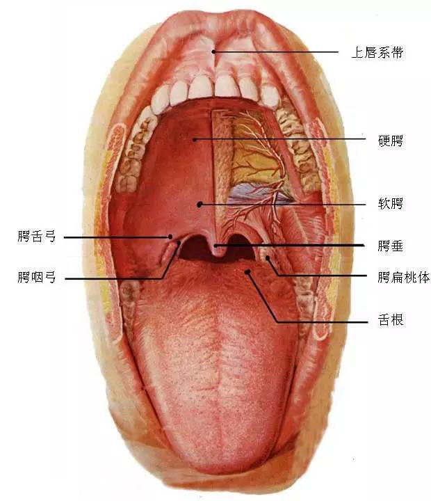 口咸:多见于慢性咽炎,口腔溃疡患者,有时也可出现在慢性肾炎,肾功能