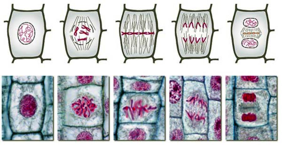 我發現了植物細胞分裂新關鍵 科學人 科學人 微文庫