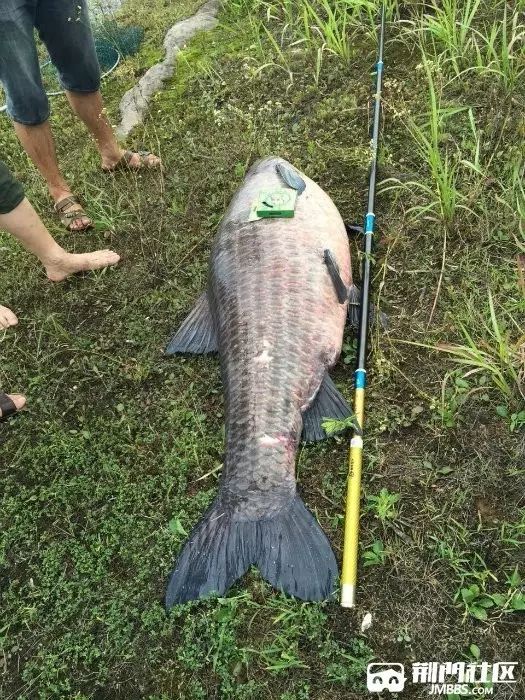 荆门再现超大巨型青鱼,重145.8斤,长近1m7,游动像鲸鱼