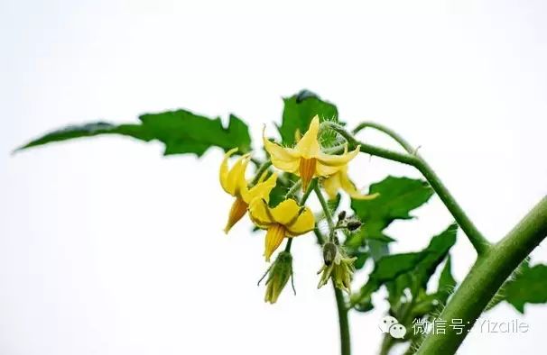 番茄花是是雌雄同体的两性花(公母在一朵花之内), 聚伞花序,花序着