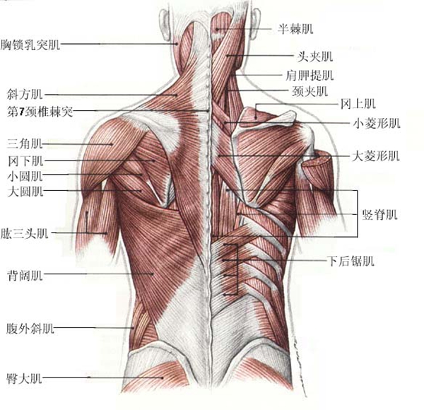 斜方肌从肩颈的地方沿着脊椎往下延伸