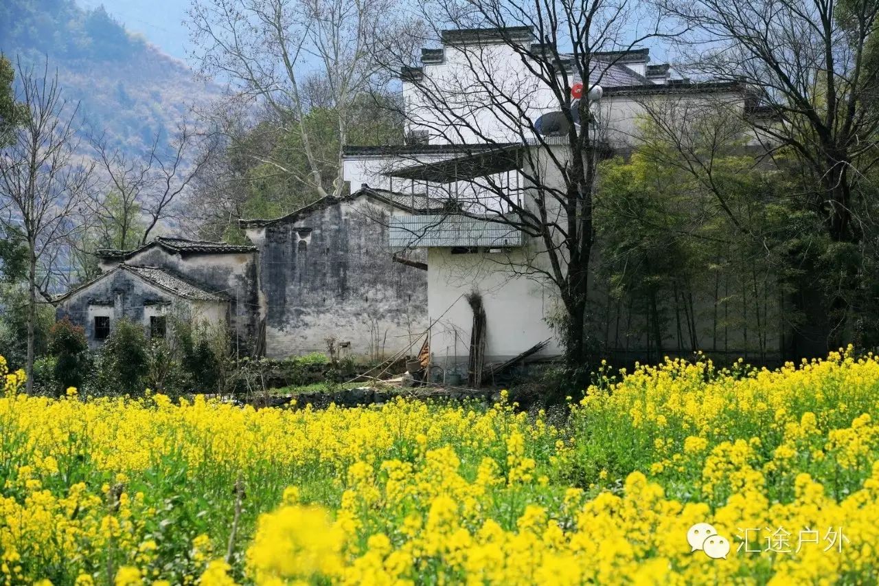 3月活动 | 白墙黛瓦,金灿菜花——雄村赏花季 【03月23日-03月25日】