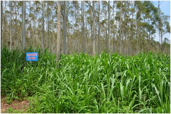 怎么发展林下经济？有什么补贴可以申报？！