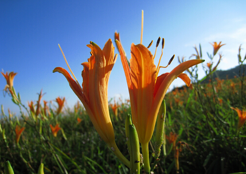 萱草 day lily