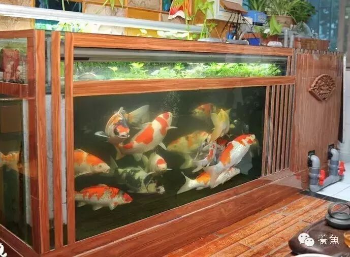 【水族器材】锦鲤鱼缸选择要考虑安全性