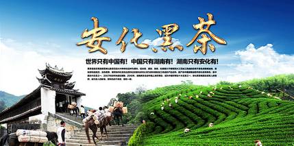 早听：安化黑茶——我爱你！