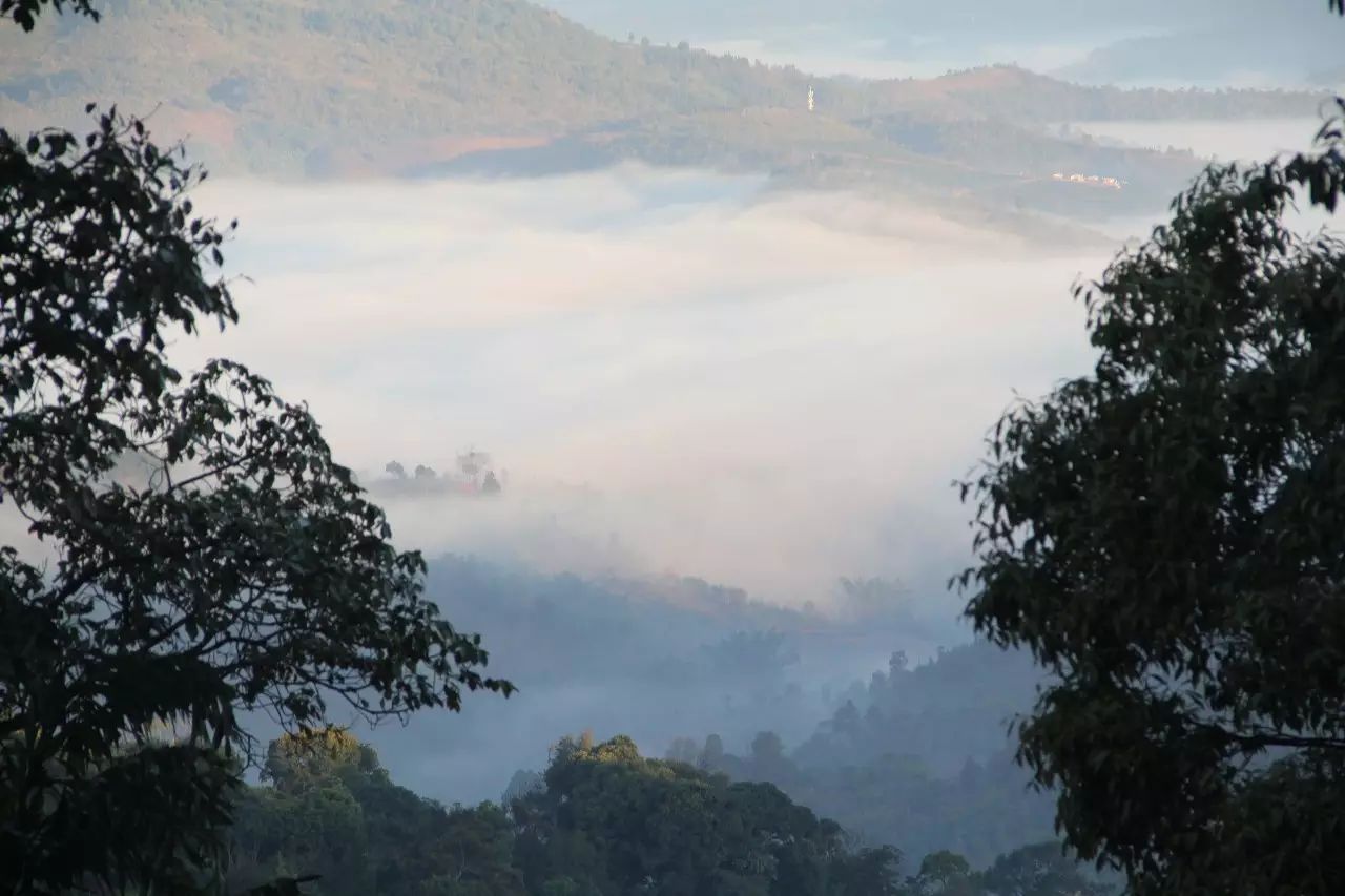 【寻茶记三】南糯山,探访37年专注手工制茶老匠人.