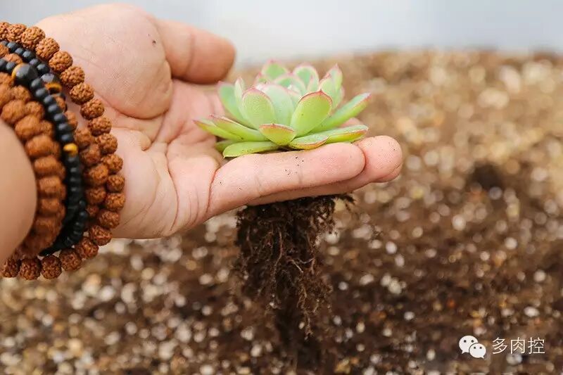 图解 多肉上盆教程的3个小窍门