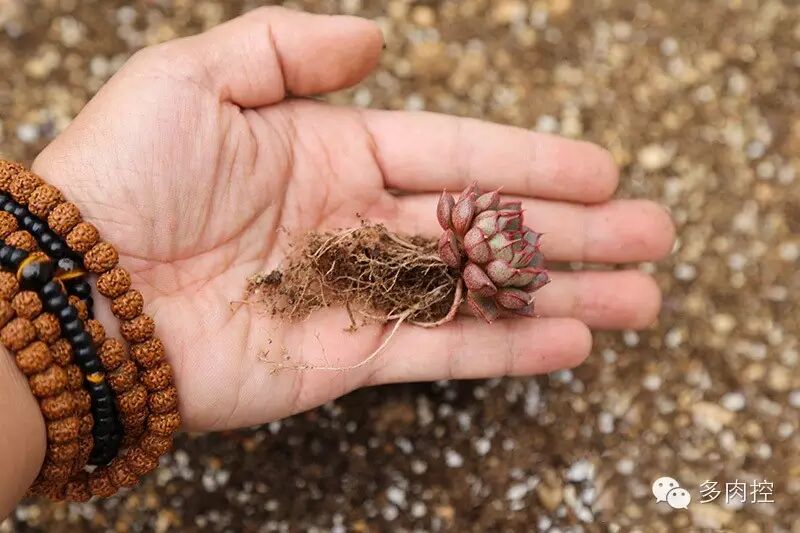 图解 多肉上盆教程的3个小窍门