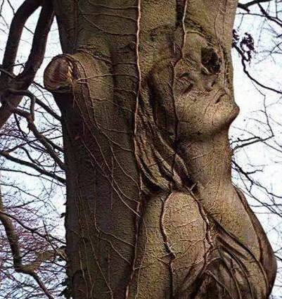 罕见的树木雕刻，你可能一辈子都不曾见过！