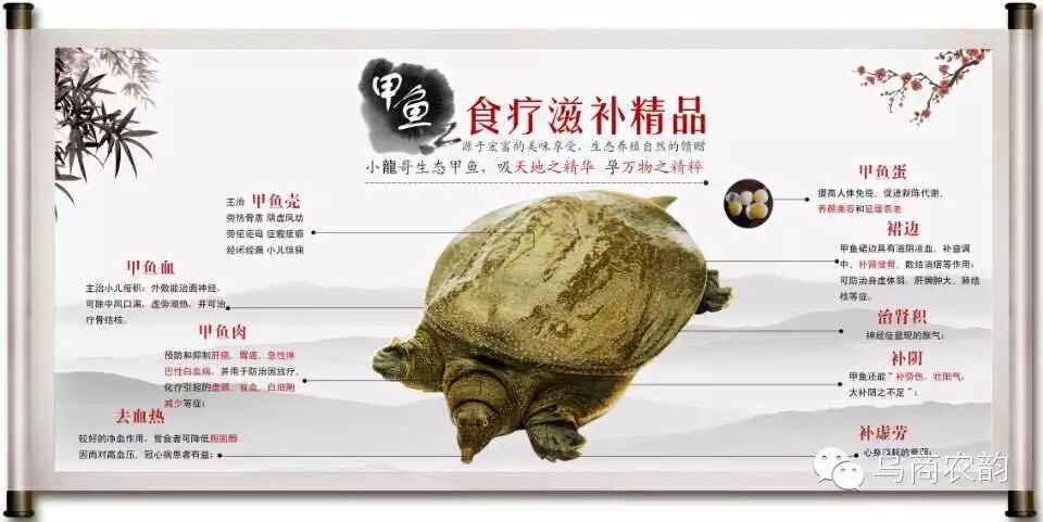 舌尖上的甲鱼,现在正是吃的时候!