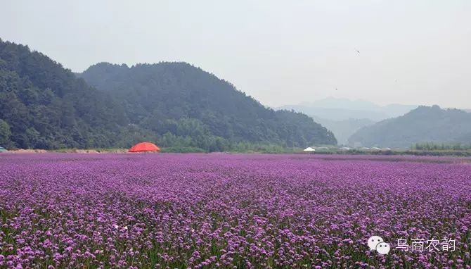 在义乌,寻找那一片花海,只为在最美的时刻遇见最美的你!