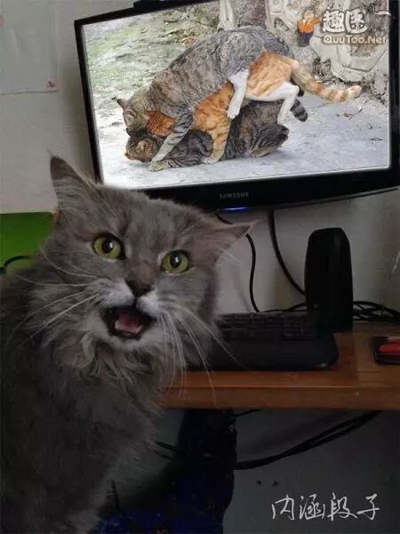 内涵笑图：老王，你竟然有俩菊花！306 / 作者:thkfh / 帖子ID:112396