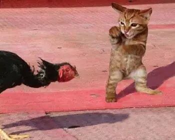 内涵笑图：终于能和女神亲密接触了！171 / 作者:红通通 / 帖子ID:112121