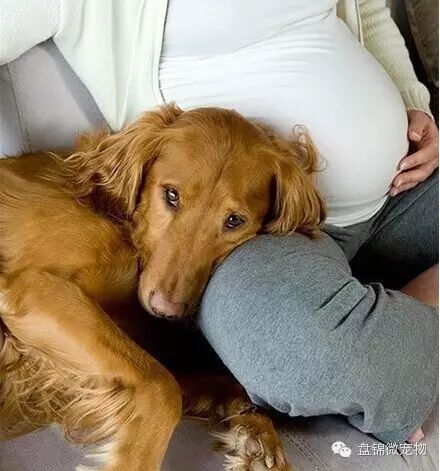 怀孕弃养,丢弃的不只是朋友-怀孕期