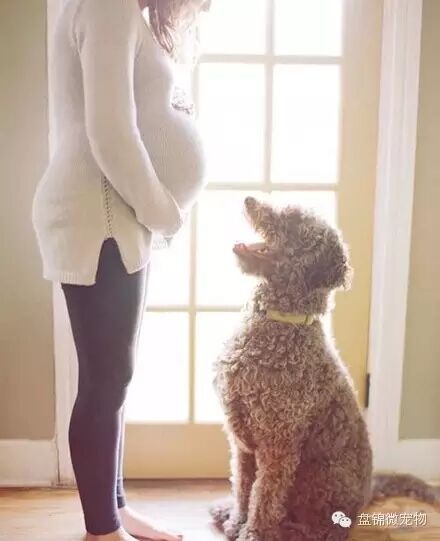 怀孕弃养,丢弃的不只是朋友-怀孕期