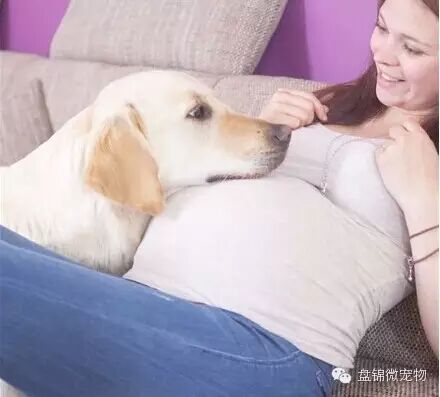 怀孕弃养,丢弃的不只是朋友-怀孕期