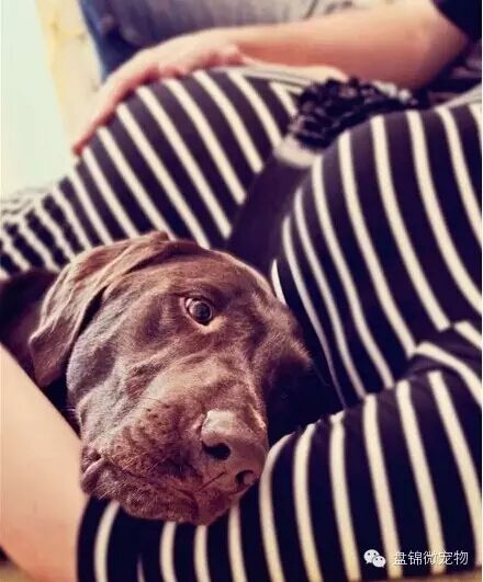 怀孕弃养,丢弃的不只是朋友-怀孕期