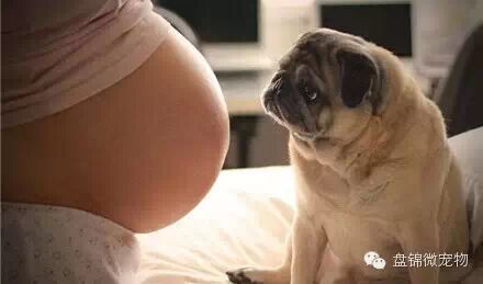 怀孕弃养,丢弃的不只是朋友-怀孕期