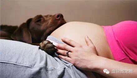 怀孕弃养,丢弃的不只是朋友-怀孕期