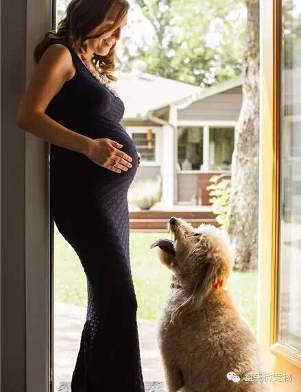 怀孕弃养,丢弃的不只是朋友-怀孕期