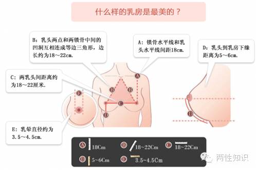 两性知识:女人什么样的乳房最美?-怀孕期