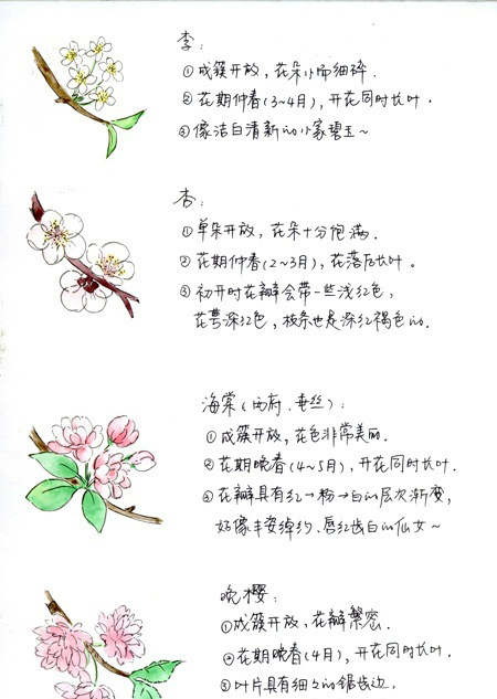 都知道花季快到了,但你知道如何区分桃花,梨花,樱花…吗?