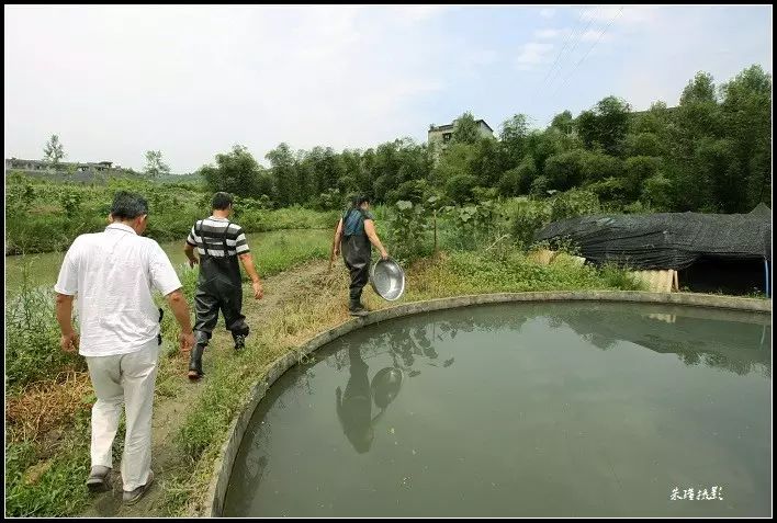 家乡的"泉水鱼"养殖已获成功!欣喜!