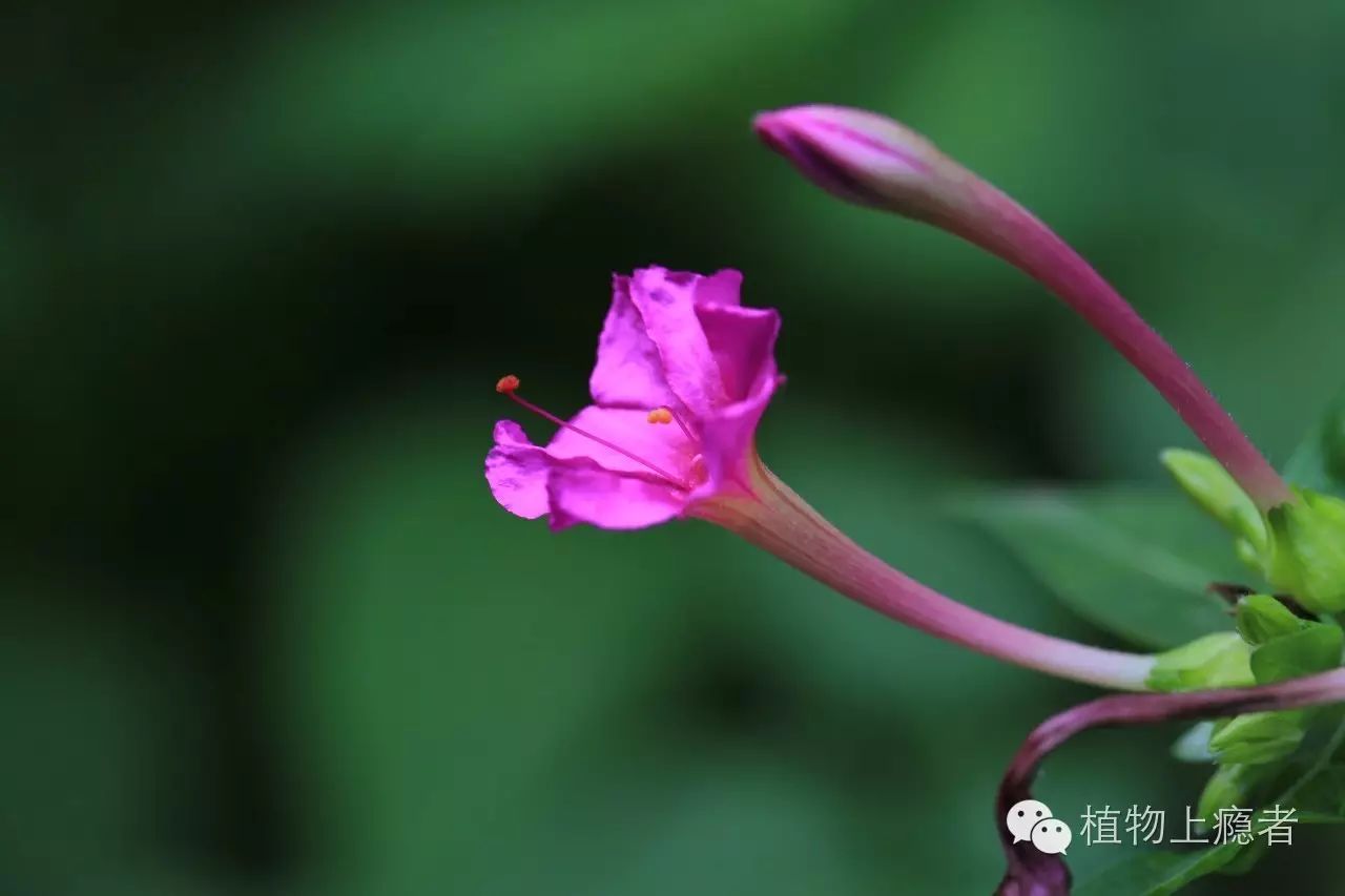 一朵胭脂花,童年夏天的不二底色