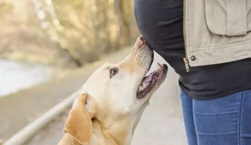 边境牧羊犬百科——怀孕与养狗-怀孕期
