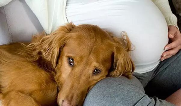 边境牧羊犬百科——怀孕与养狗-怀孕期