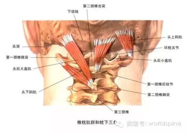 4s脊柱康复-高敏