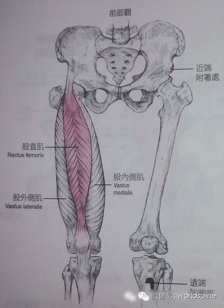 从屈髋屈膝动作说起主动肌拮抗肌和稳定肌的功能及协同作用