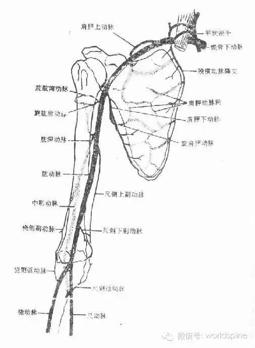 项背部浅层,肩胛区和三角肌区