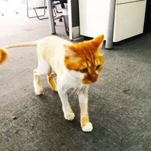 bubuko.com,布布扣