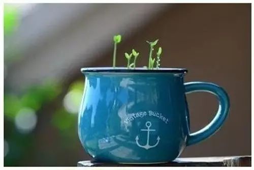 你还在买盆栽？太落后了，看看这个吧！ - suay123“阿庆嫂” - 阿庆嫂欢迎来自远方的好友！