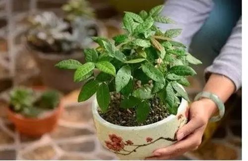 你还在买盆栽？太落后了，看看这个吧！ - suay123“阿庆嫂” - 阿庆嫂欢迎来自远方的好友！