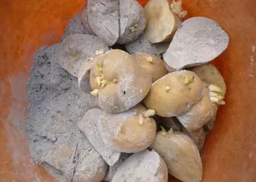 你还在买盆栽？太落后了，看看这个吧！ - suay123“阿庆嫂” - 阿庆嫂欢迎来自远方的好友！