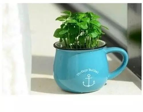 你还在买盆栽？太落后了，看看这个吧！ - suay123“阿庆嫂” - 阿庆嫂欢迎来自远方的好友！