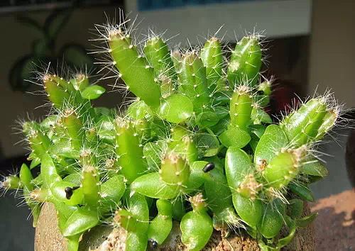 你还在买盆栽？太落后了，看看这个吧！ - suay123“阿庆嫂” - 阿庆嫂欢迎来自远方的好友！