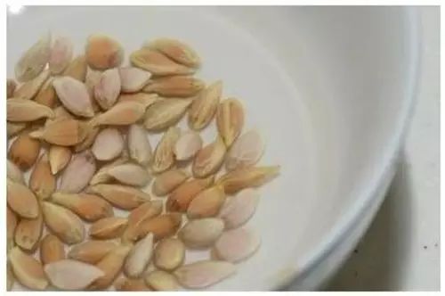 你还在买盆栽？太落后了，看看这个吧！ - suay123“阿庆嫂” - 阿庆嫂欢迎来自远方的好友！