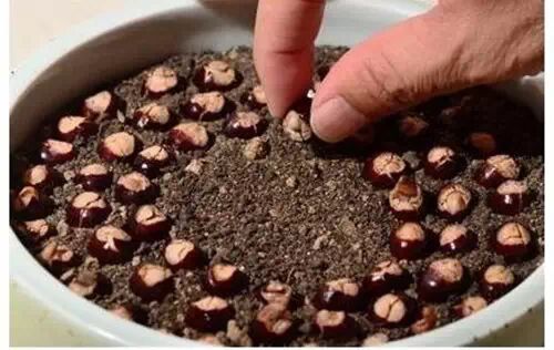 你还在买盆栽？太落后了，看看这个吧！ - suay123“阿庆嫂” - 阿庆嫂欢迎来自远方的好友！