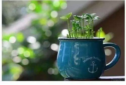 你还在买盆栽？太落后了，看看这个吧！ - suay123“阿庆嫂” - 阿庆嫂欢迎来自远方的好友！