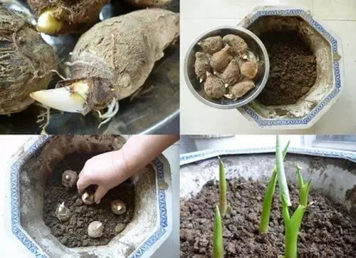 你还在买盆栽？太落后了，看看这个吧！ - suay123“阿庆嫂” - 阿庆嫂欢迎来自远方的好友！