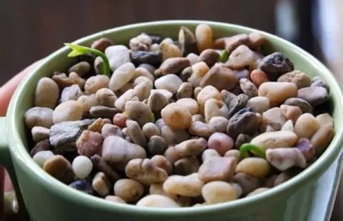 你还在买盆栽？太落后了，看看这个吧！ - suay123“阿庆嫂” - 阿庆嫂欢迎来自远方的好友！