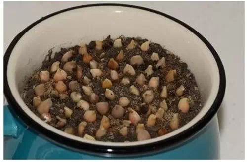 你还在买盆栽？太落后了，看看这个吧！ - suay123“阿庆嫂” - 阿庆嫂欢迎来自远方的好友！